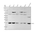 Anti-PEX11B Rabbit Monoclonal Antibody