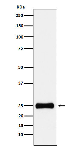 Western blot analysis of PSMA2 expression in HepG2 cell lysate.