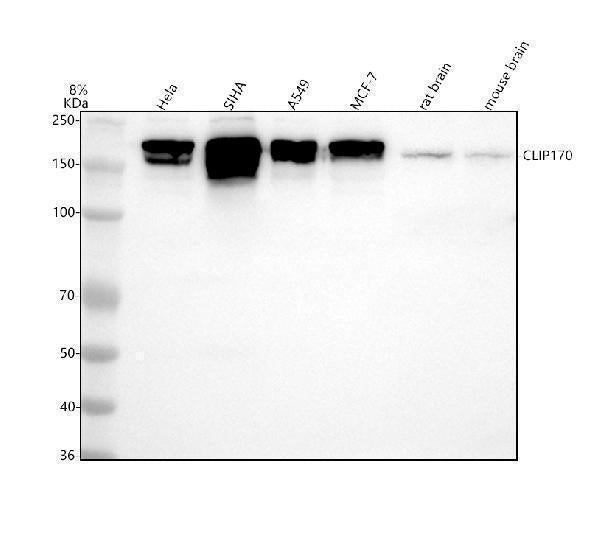 Anti-CLIP170 Rabbit Monoclonal Antibody