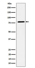 Western blot analysis of EXOC3 expression in MCF7 cell lysate.