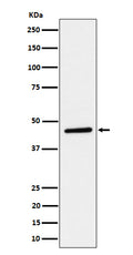 Western blot analysis of TAPP1 expression in HeLa cell lysate.