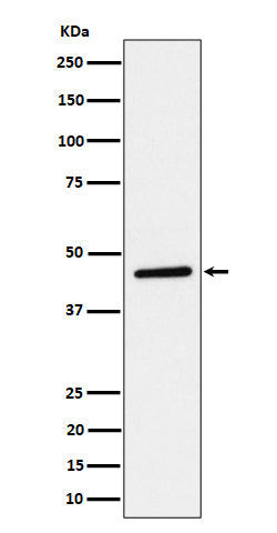 Western blot analysis of TAPP1 expression in HeLa cell lysate.