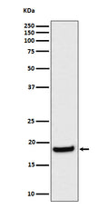 Western blot analysis of eIF1A expression in HeLa cell lysate.