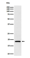 Western blot analysis of eIF1A expression in Jurkat cell lysate.
