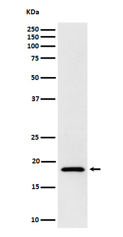 Western blot analysis of eIF1A expression in Jurkat cell lysate.