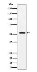 Western blot analysis of Fetuin B expression in human serum cell lysate.