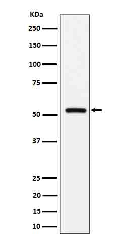Western blot analysis of Fetuin B expression in human serum cell lysate.