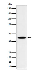Western blot analysis of ITPK1 expression in HepG2 cell lysate.