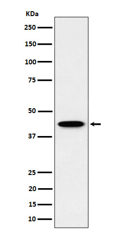 Western blot analysis of ITPK1 expression in HepG2 cell lysate.