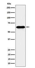 Western blot analysis of COASY expression in HeLa cell lysate.