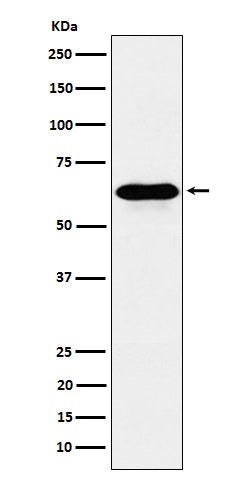Western blot analysis of COASY expression in HeLa cell lysate.