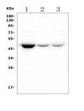 Anti-HOMER3 Antibody Picoband® (monoclonal, 9G13)