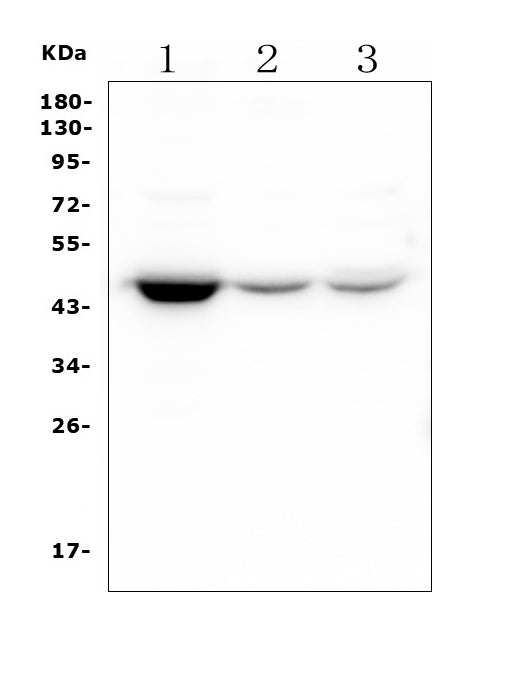 Anti-HOMER3 Antibody Picoband® (monoclonal, 9G13)