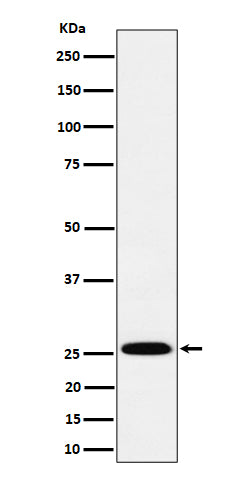 Western blot analysis of TEMT expression in A549 cell lysate.