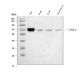 Anti-p66 alpha Rabbit Monoclonal Antibody