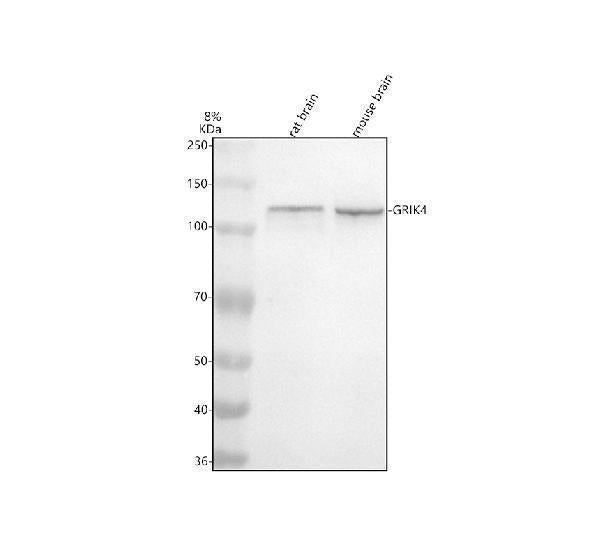 Anti-KA1 Rabbit Monoclonal Antibody
