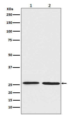 Western blot analysis of BNIP1 expression in (1) Jurkat cell lysate; (2) C6 cell lysate.