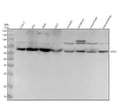 Anti-AER61 Rabbit Monoclonal Antibody