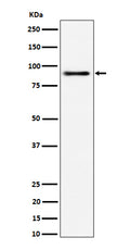 Western blot analysis of ACAP2 expression in 293 cell lysate.