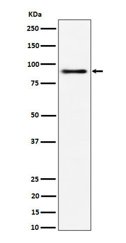 Western blot analysis of ACAP2 expression in 293 cell lysate.