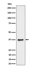 Western blot analysis of RNF115 expression in PC-3 cell lysate.