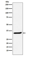Western blot analysis of POLR2C expression in Jurkat cell lysate.