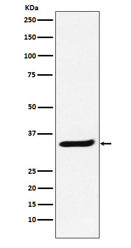 Western blot analysis of POLR2C expression in Jurkat cell lysate.