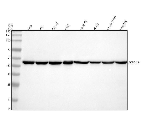 Anti-BCLG Rabbit Monoclonal Antibody