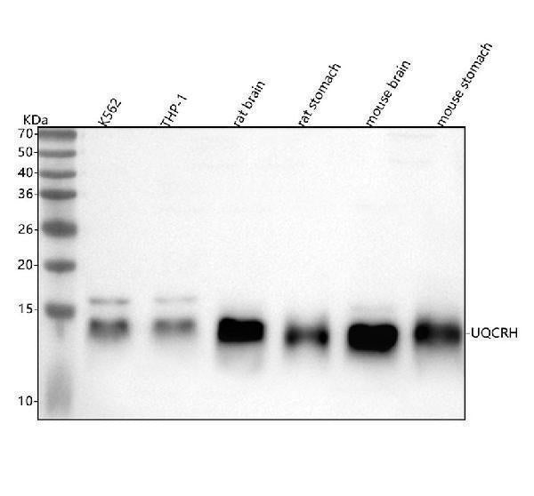 Anti-UQCRH Rabbit Monoclonal Antibody