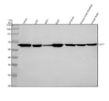 Anti-UAP1 Rabbit Monoclonal Antibody
