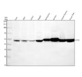 Anti-MST4 Rabbit Monoclonal Antibody