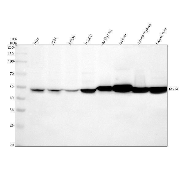 Anti-MST4 Rabbit Monoclonal Antibody
