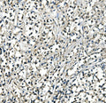 Anti-ATP5H in Antibody Picoband® (monoclonal, 6B12)