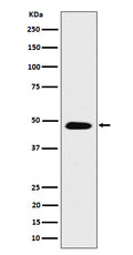 Western blot analysis of COPS4 expression in SH-SY5Y cell lysate.
