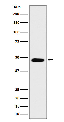 Western blot analysis of COPS4 expression in SH-SY5Y cell lysate.