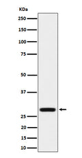 Western blot analysis of PEF1 expression in HeLa cell lysate.