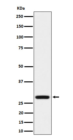 Western blot analysis of PEF1 expression in HeLa cell lysate.