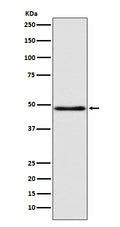 Western blot analysis of GCET1 expression in MCF7 cell lysate.