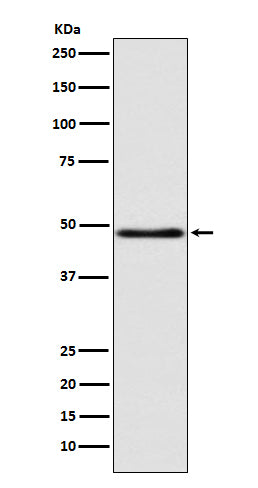 Western blot analysis of GCET1 expression in MCF7 cell lysate.