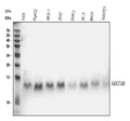 Anti-NDUFAB1 Rabbit Monoclonal Antibody