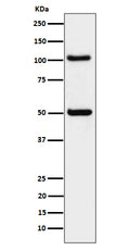 Western blot analysis of ORP1 expression in 293 cell lysate.