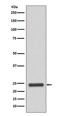 Western blot analysis of MRRF expression in HeLa cell lysate.