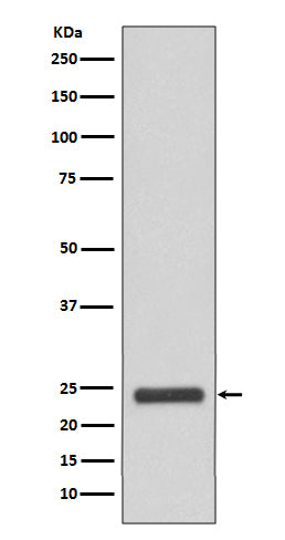 Western blot analysis of MRRF expression in HeLa cell lysate.