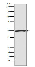 Western blot analysis of Atg4C expression in Jurkat cell lysate.