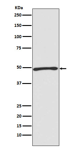 Western blot analysis of Atg4C expression in Jurkat cell lysate.