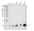 Anti-ATP5F1,2,3/ATP5MC1,2,3 Picoband® Antibody (monoclonal, 12E9)