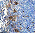Anti-CD163L1 Rabbit Monoclonal Antibody