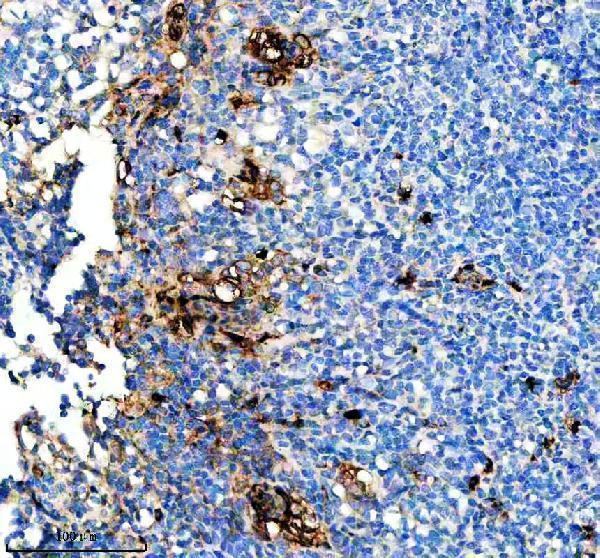 Anti-CD163L1 Rabbit Monoclonal Antibody