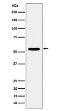 Western blot analysis of TOE1 expression in 293T cell lysate.