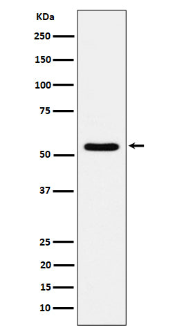 Western blot analysis of TOE1 expression in 293T cell lysate.